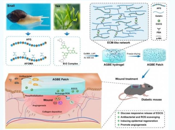 对对配 当蜗牛遇上茶叶，感染性糖尿病创面治疗有了新思路